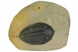 Bargain, Zlichovaspis Trilobite - Atchana, Morocco #137276-2